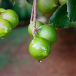 Milkadamia Nut